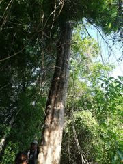 Pterocarpus orbiculatus