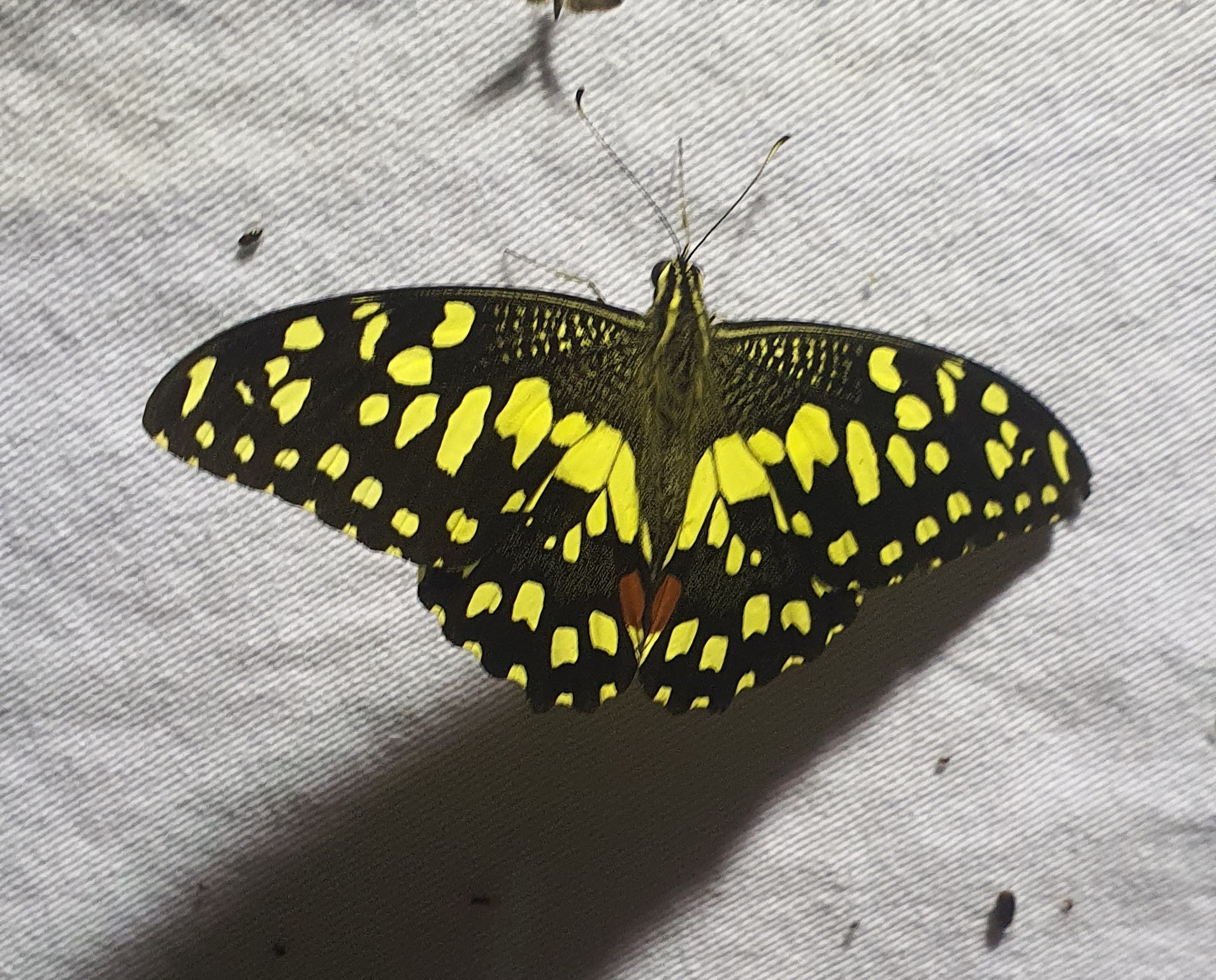 Lime Swallowtail