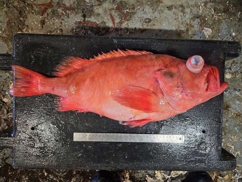 Golden redfish (Sebastes norvegicus) — Sebastidae — 4