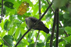 Patagioenas