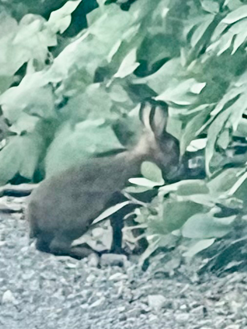 Washington Snowshoe Hare
