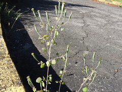 Porophyllum ruderale macrocephalum