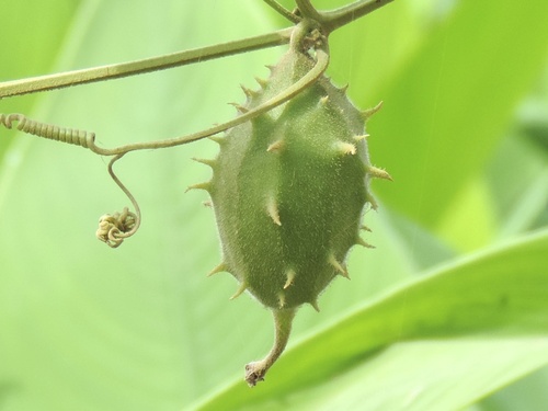Luffa operculata, photograph 5