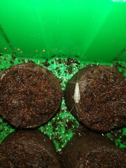 Ctenolepisma lineatum