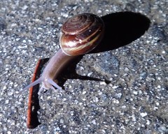 Helminthoglypta sequoicola