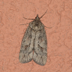 Hydriomena arizonata