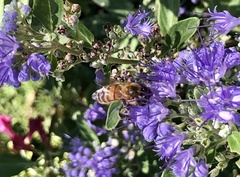 Apis mellifera