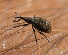 Trichopterapion holosericeum