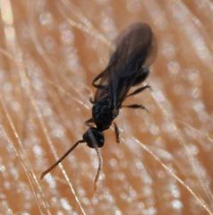 Myrmecina graminicola