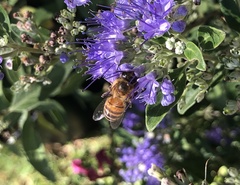 Apis mellifera