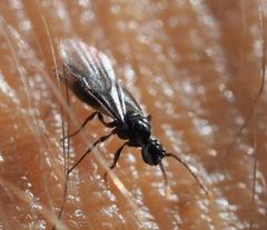 Myrmecina graminicola