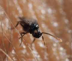 Myrmecina graminicola