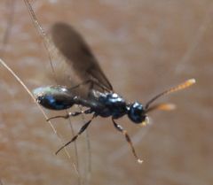 Myrmecina graminicola