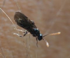 Myrmecina graminicola