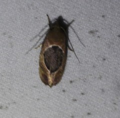 Hoplomorpha abalienella