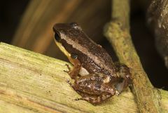 Allobates insperatus