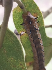 Anisota fuscosa