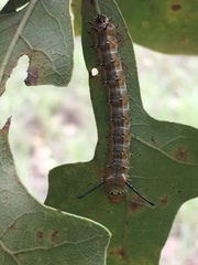 Anisota fuscosa