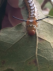 Anisota fuscosa