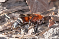 Psorthaspis legata