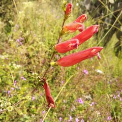 Lamourouxia rhinanthifolia