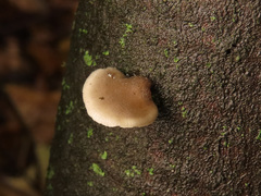 Hohenbuehelia grisea