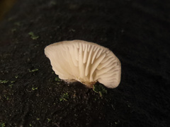 Hohenbuehelia grisea