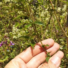 Lamourouxia rhinanthifolia