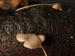 Hohenbuehelia grisea