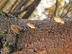 Hohenbuehelia grisea