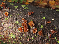 Encoelia tiliacea