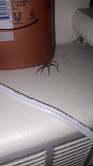 Agelenopsis