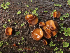 Encoelia tiliacea