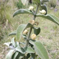 Buddleja perfoliata