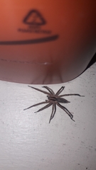 Agelenopsis