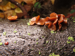 Encoelia tiliacea