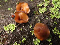 Encoelia tiliacea