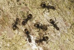 Dolichoderus quadridenticulatus