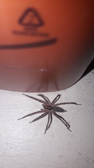 Agelenopsis
