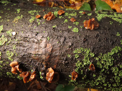 Encoelia tiliacea
