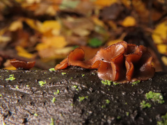 Encoelia tiliacea