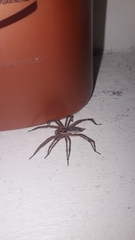 Agelenopsis
