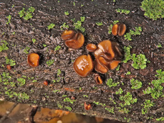 Encoelia tiliacea