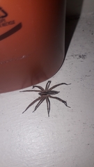 Agelenopsis