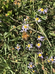 Apis mellifera