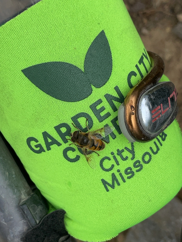 Unknown species found near Flathead County, US-MT, US