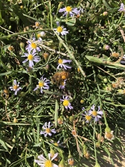 Apis mellifera