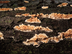 Cylindrobasidium evolvens