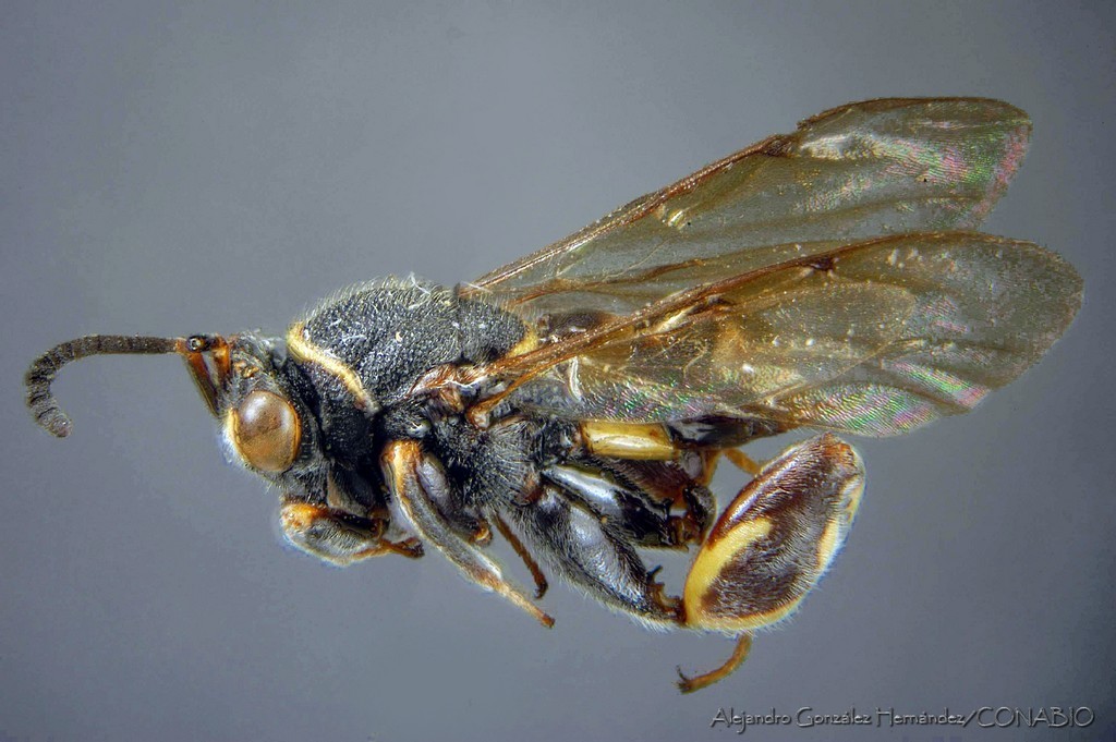 Chalcis divisa