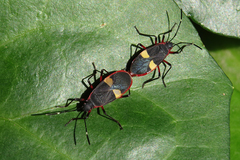 Dysdercus albofasciatus